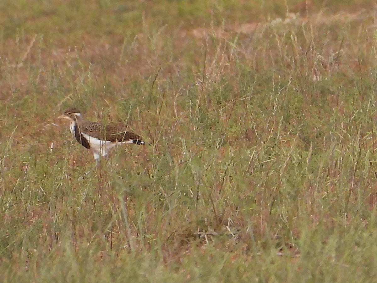 Banded Lapwing - ML643805338