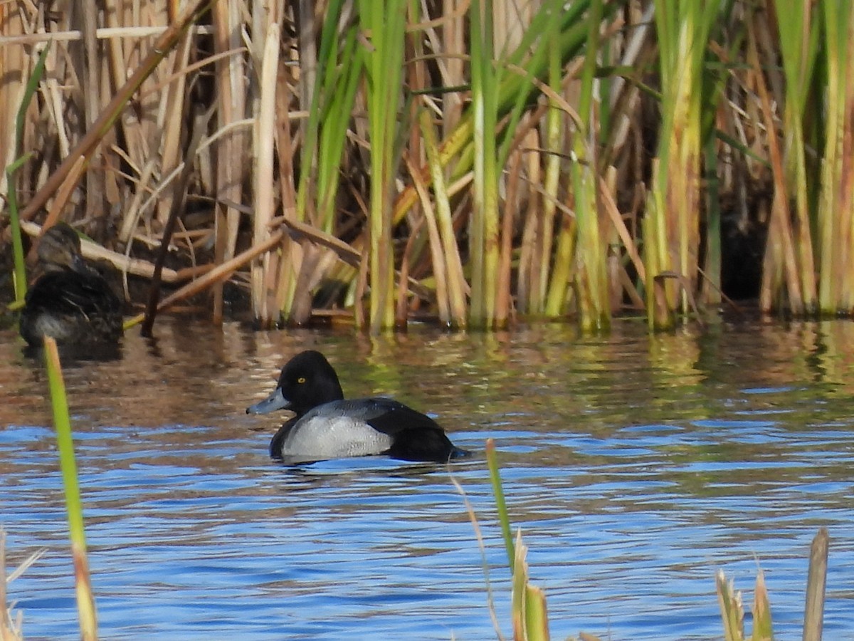 Lesser Scaup - ML643805346