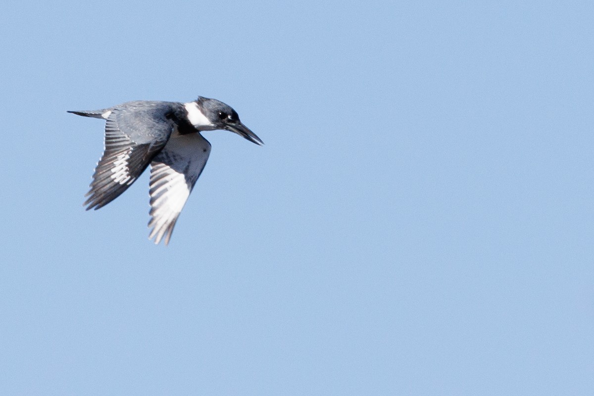 Belted Kingfisher - ML643805354