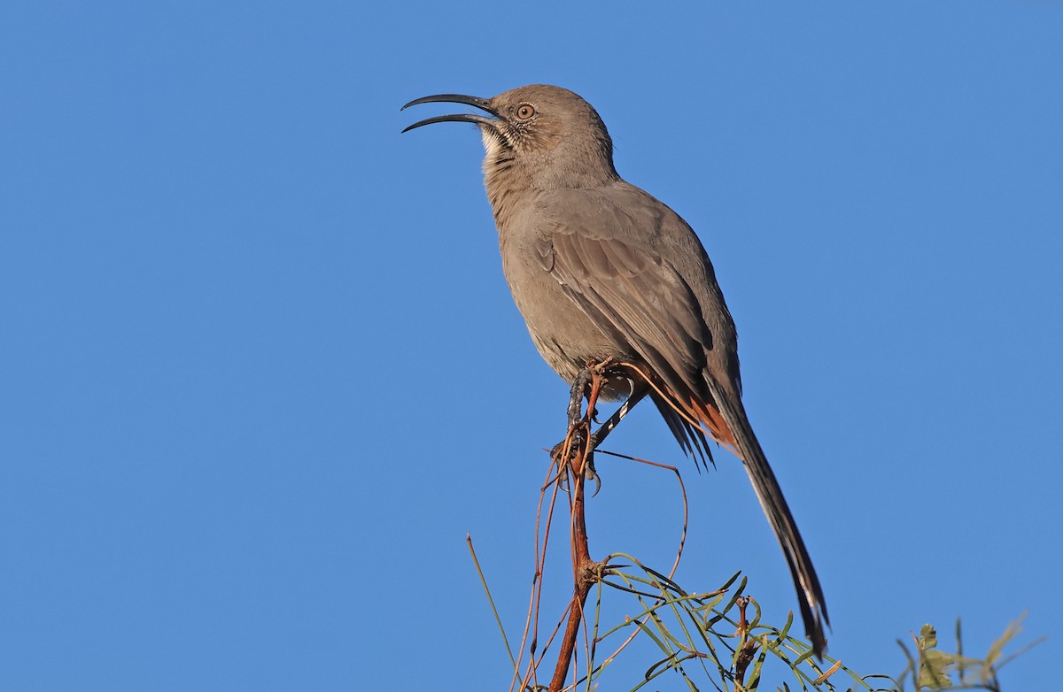 mesquitespottefugl - ML643805364