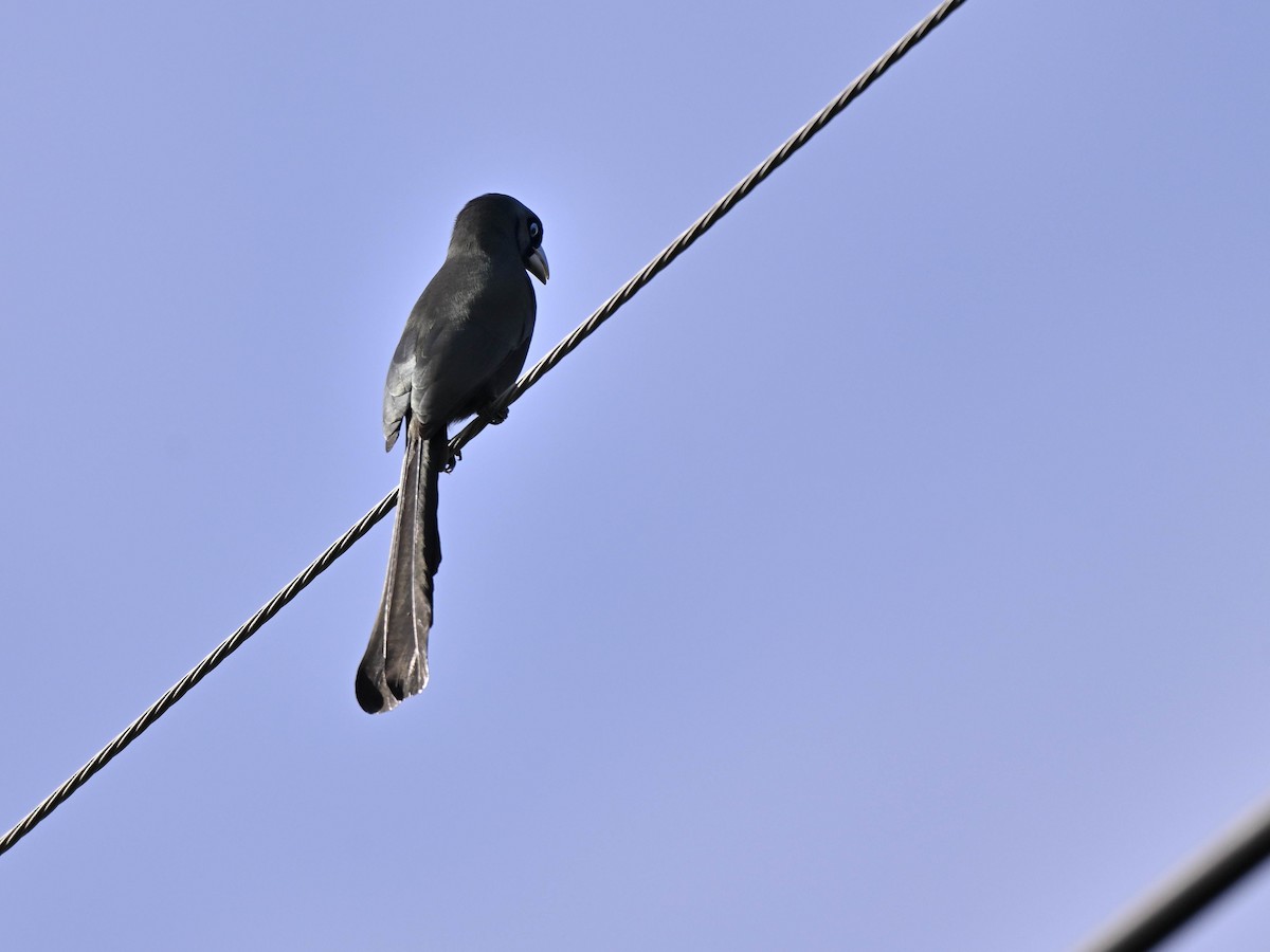 Racket-tailed Treepie - ML643805388
