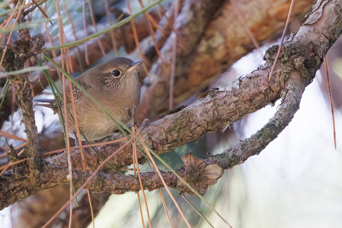 Northern House Wren (Northern) - ML643805396