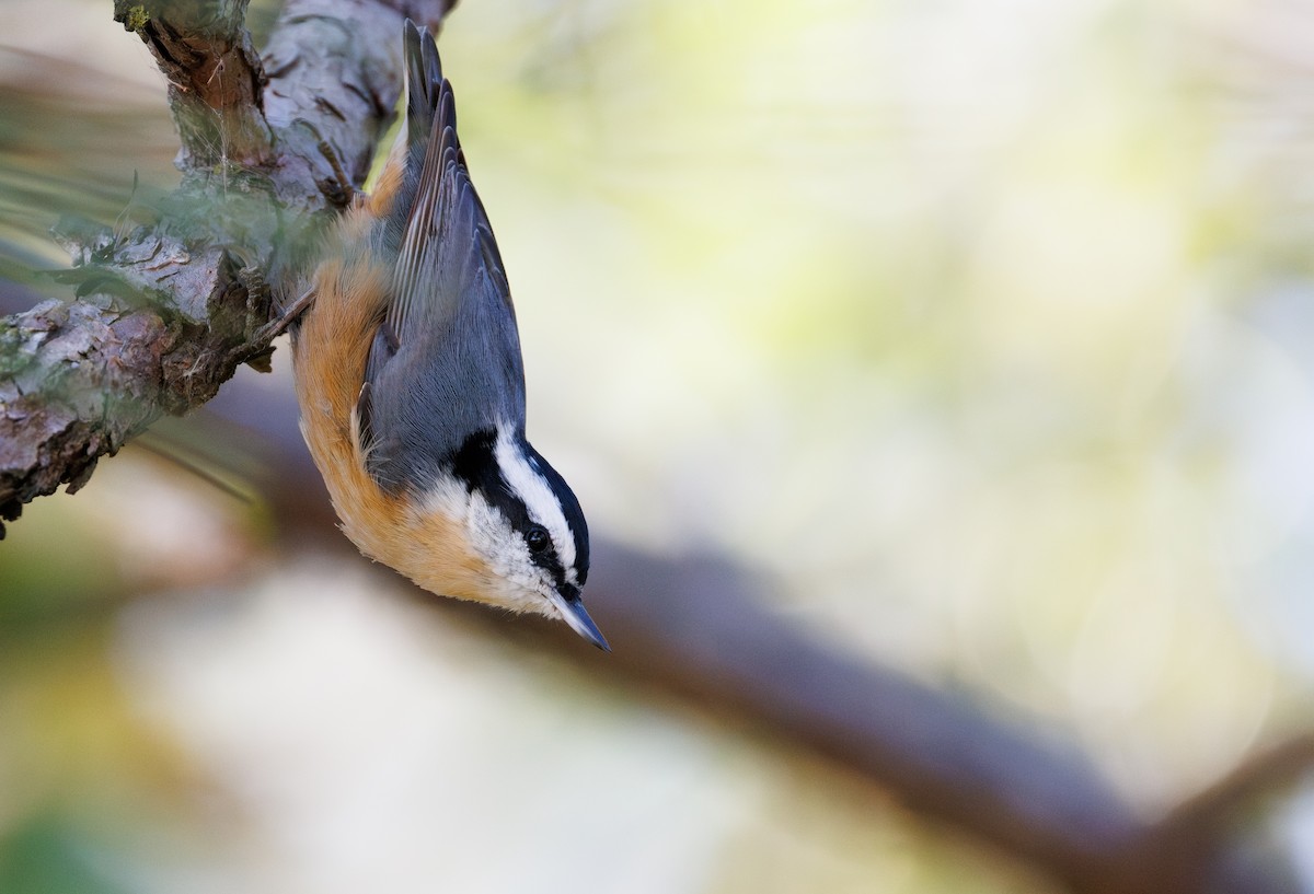 Red-breasted Nuthatch - ML643805398