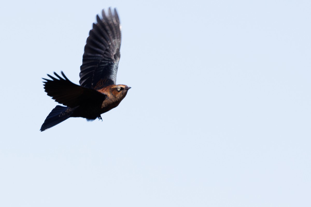 Rusty Blackbird - ML643805403