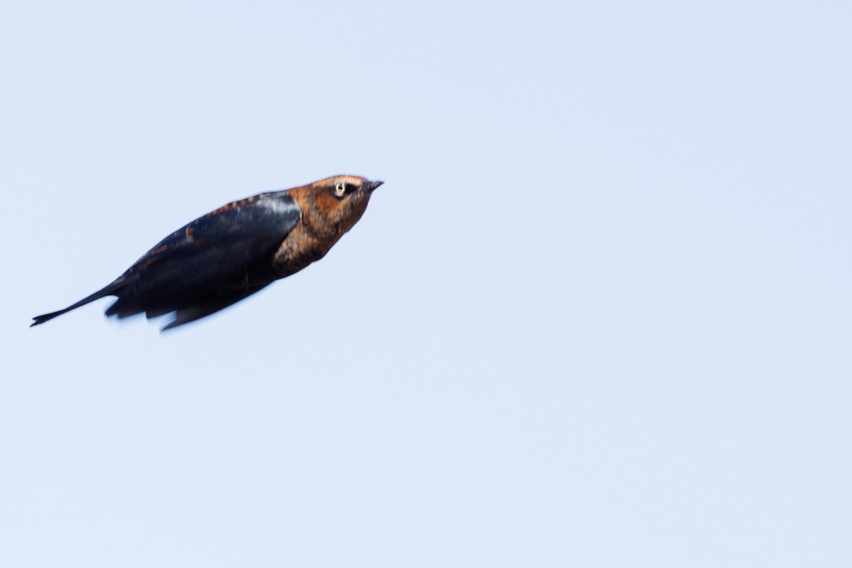 Rusty Blackbird - ML643805404