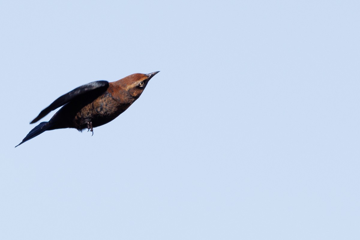 Rusty Blackbird - ML643805406