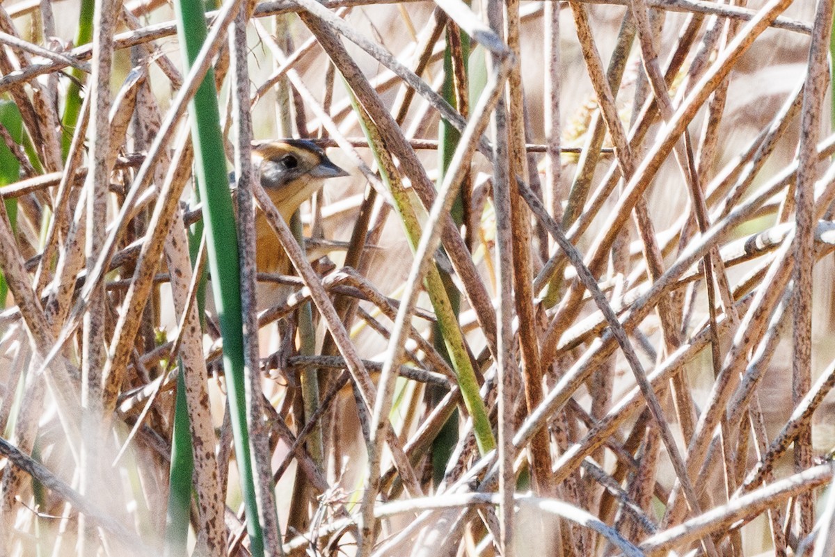 Nelson's Sparrow - ML643805412