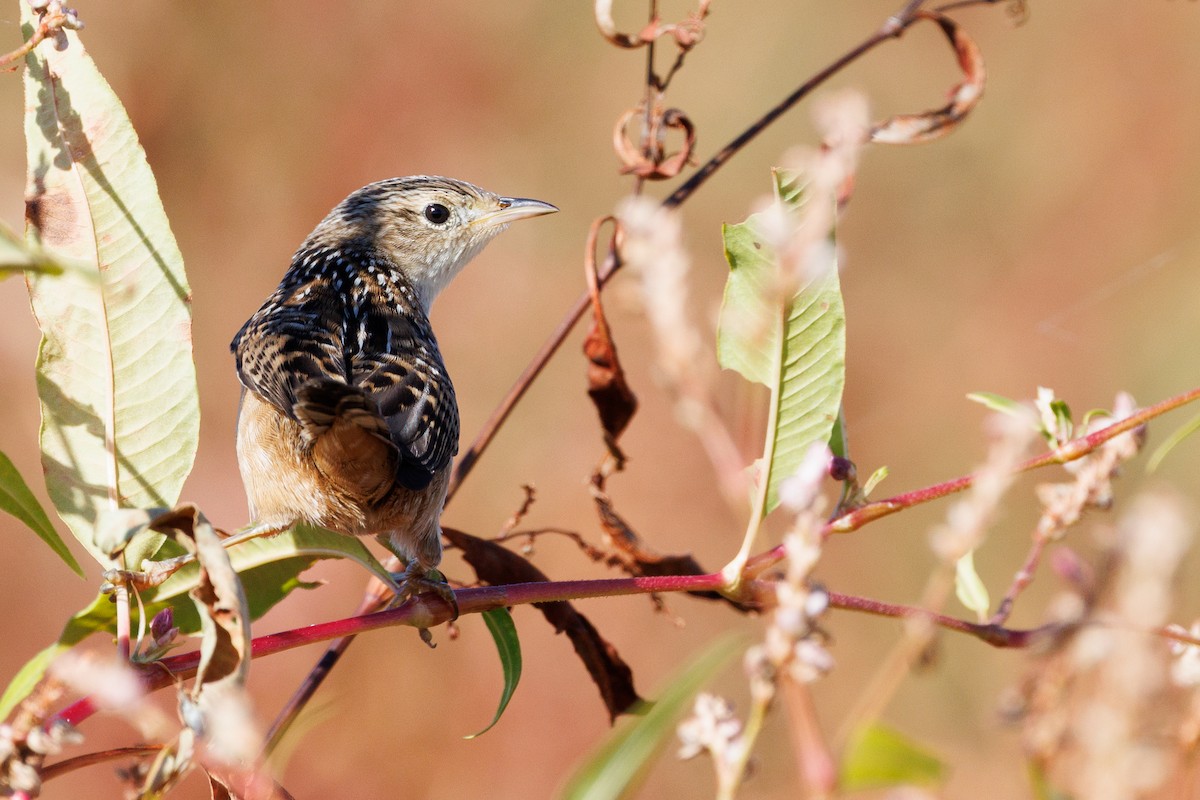 Sedge Wren - ML643805415