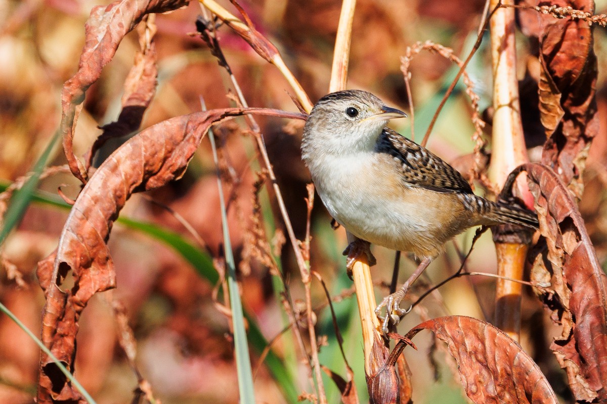 Sedge Wren - ML643805419