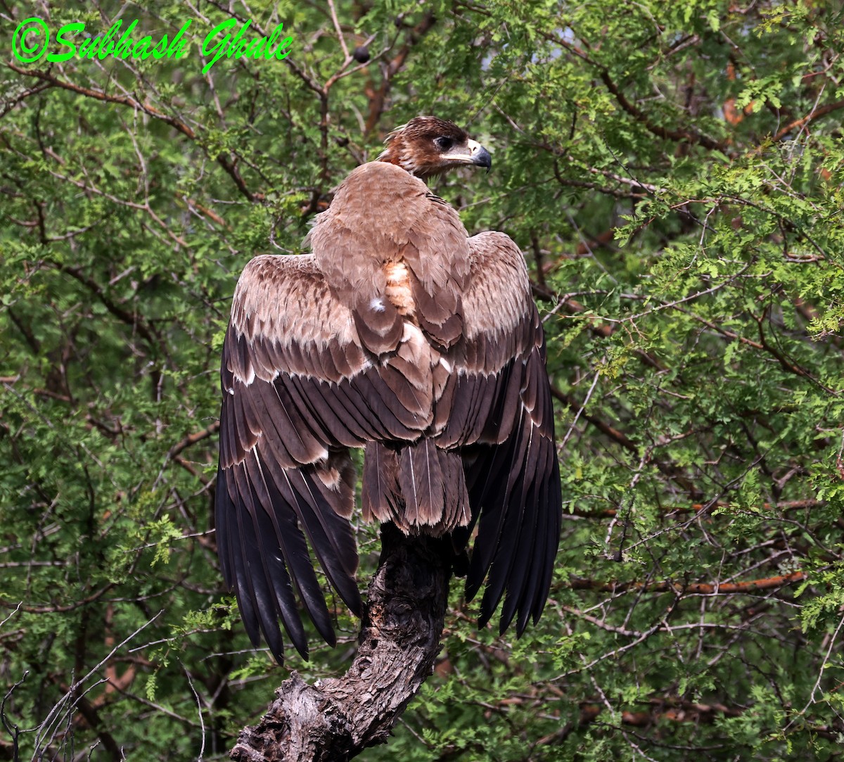 Savannenadler - ML643805426