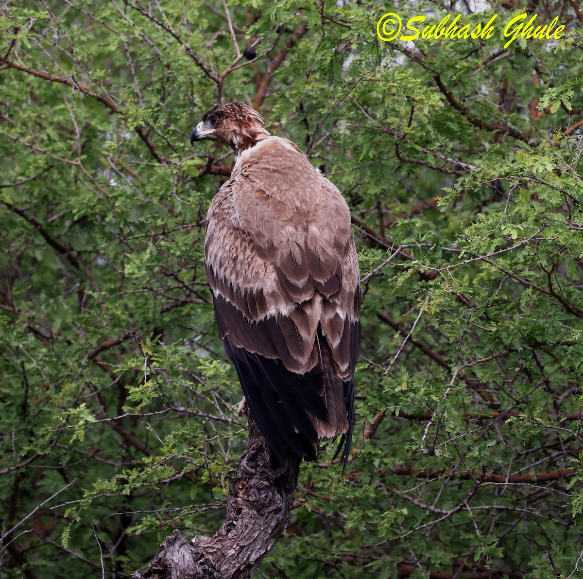 Savannenadler - ML643805427