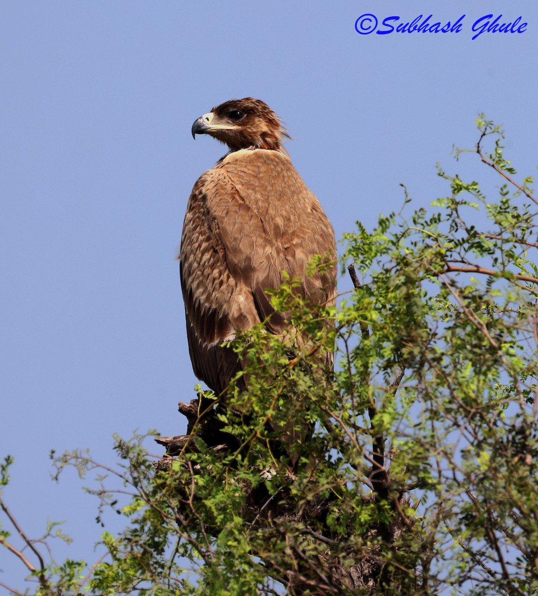 Savannenadler - ML643805428