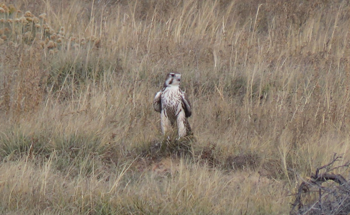 Präriefalke - ML643805429