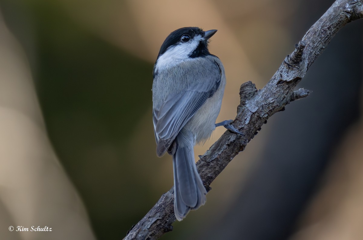 Carolinameise - ML643805431