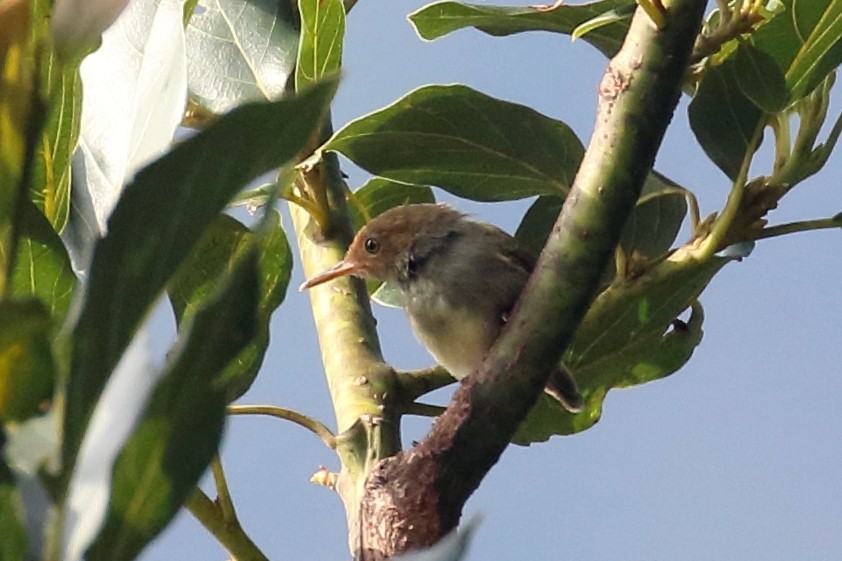 Rostwangen-Schneidervogel - ML643805446