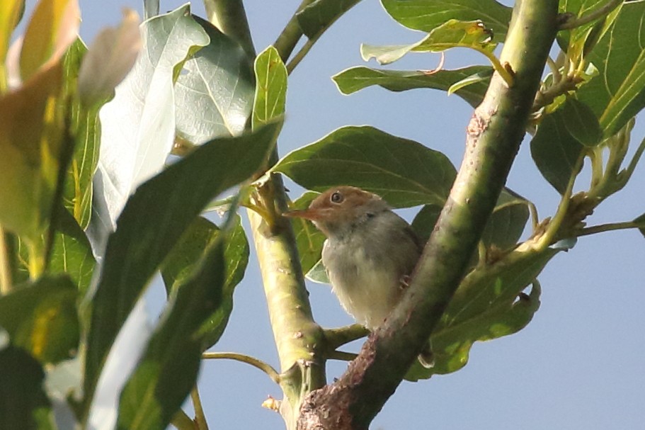 Rostwangen-Schneidervogel - ML643805447