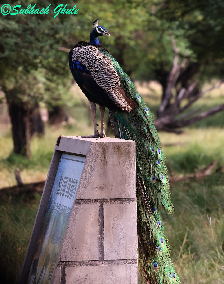 Pfau - ML643805461
