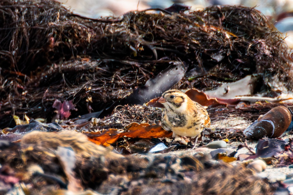 Lapland Longspur - ML643805477