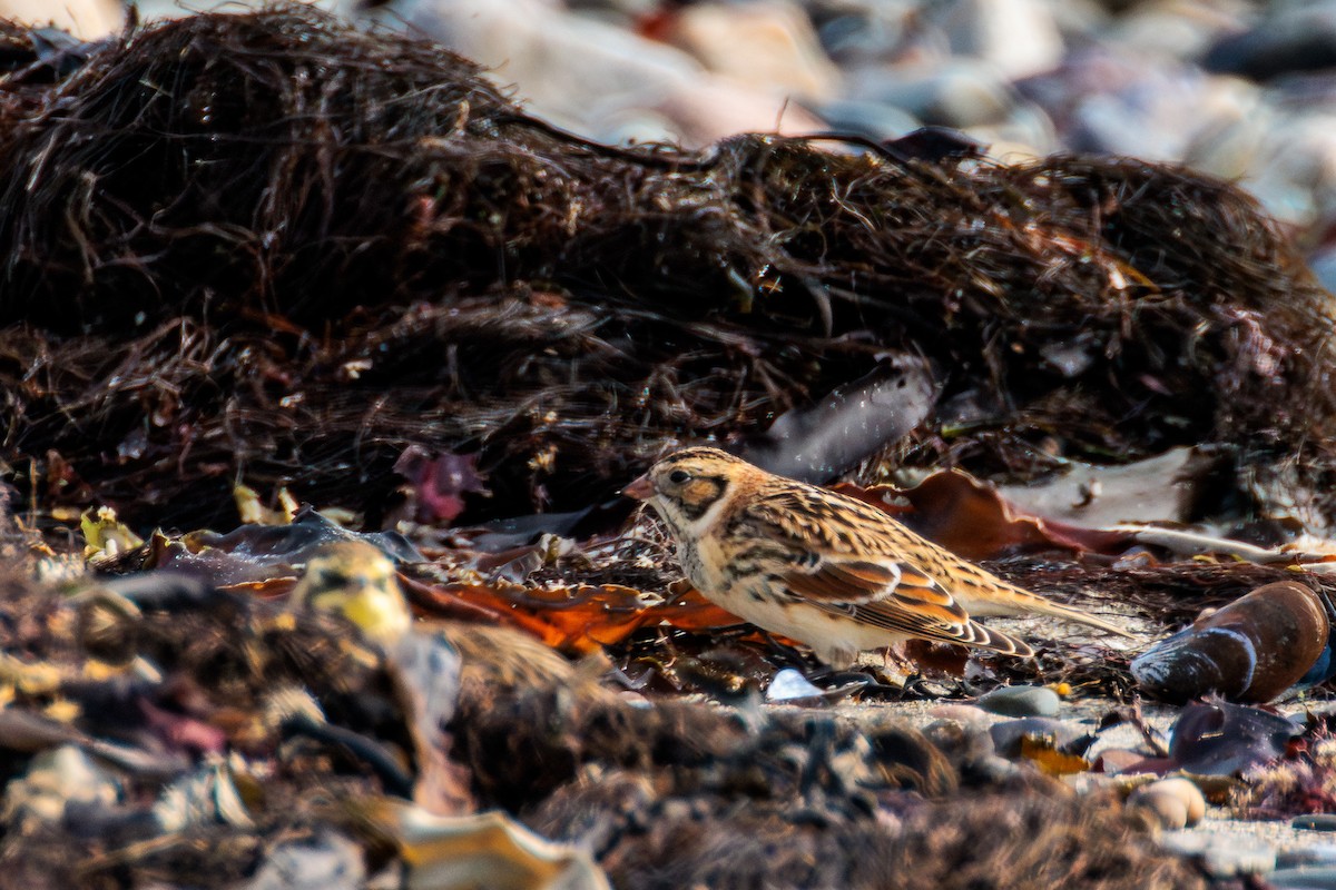 Lapland Longspur - ML643805478