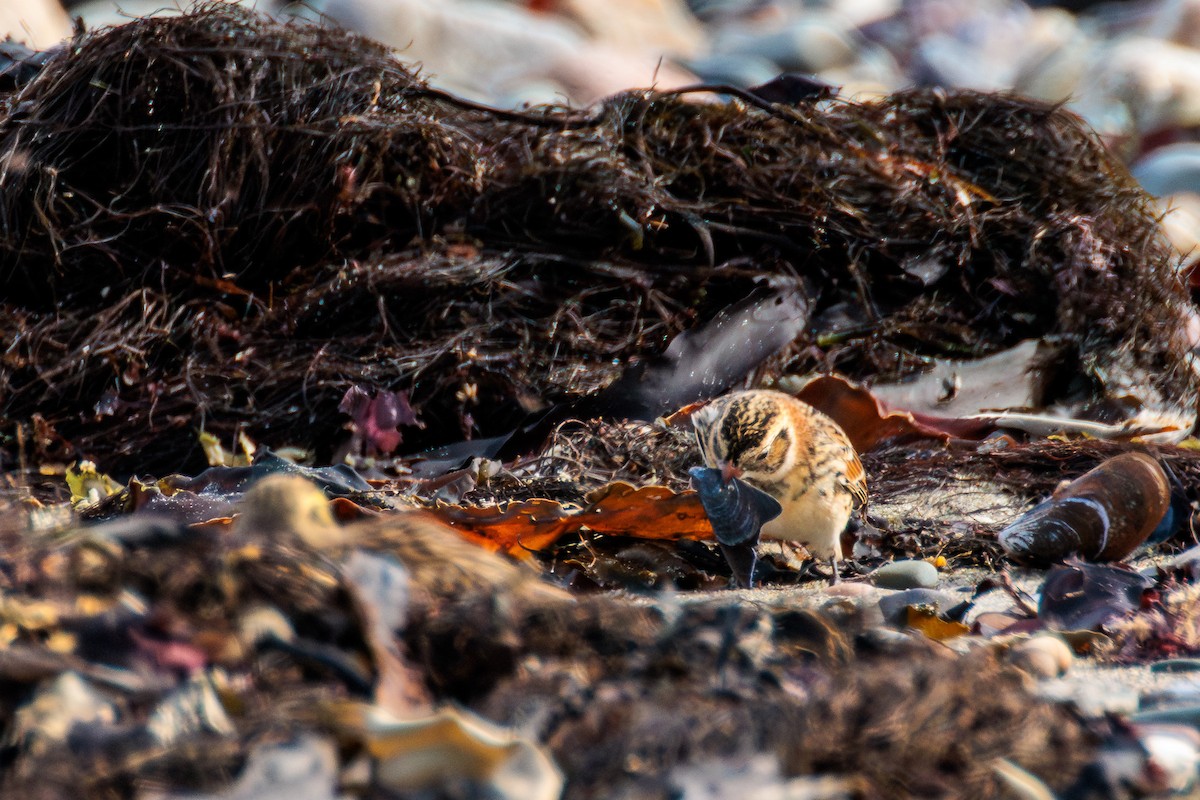 Lapland Longspur - ML643805479
