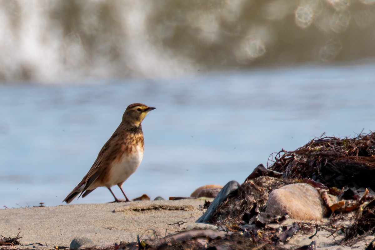 Horned Lark - ML643805492
