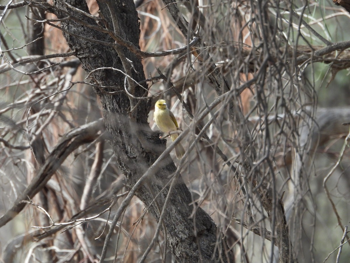 White-plumed Honeyeater - ML643805493