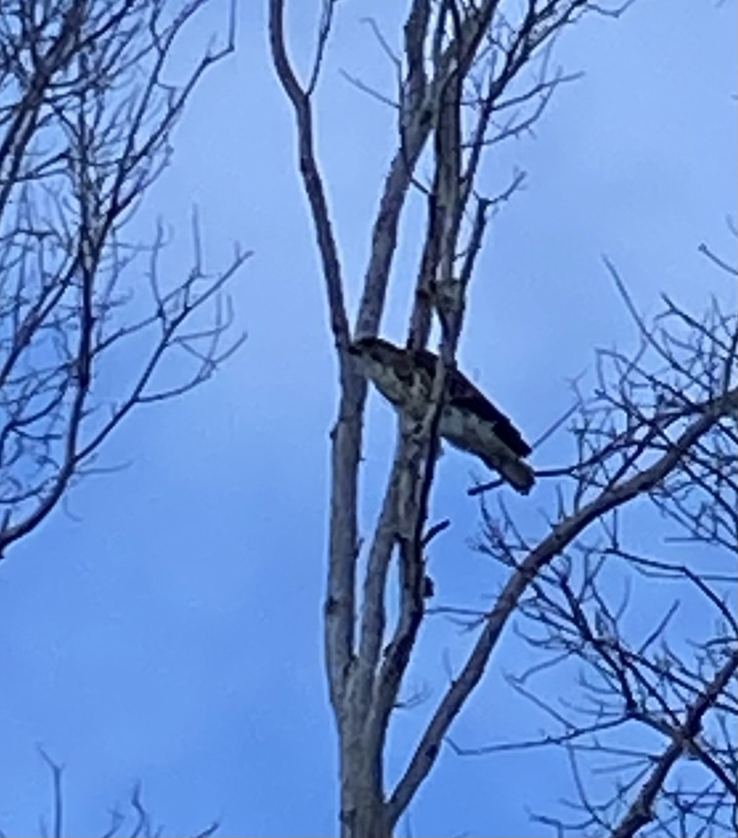 Hawaiian Hawk - ML643805501