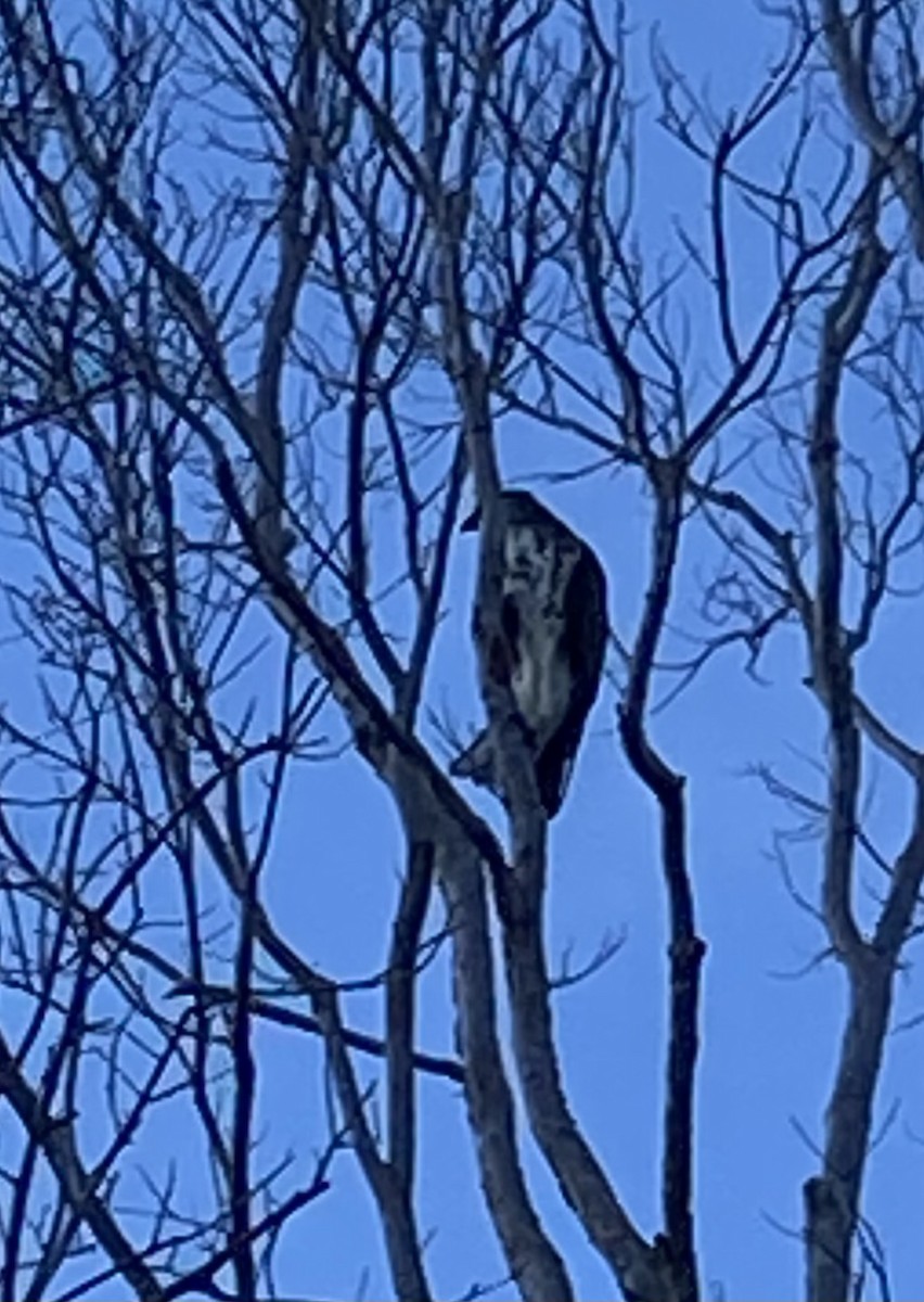 Hawaiian Hawk - ML643805502