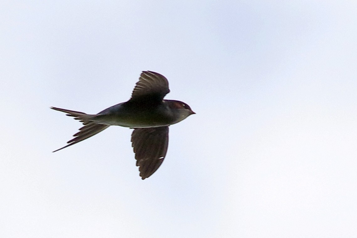 カンムリアマツバメ - ML643805504