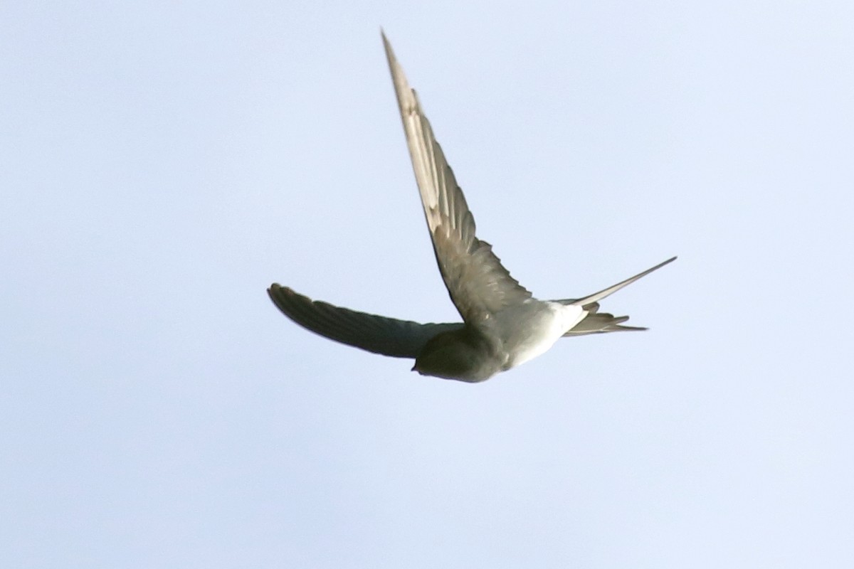 カンムリアマツバメ - ML643805505