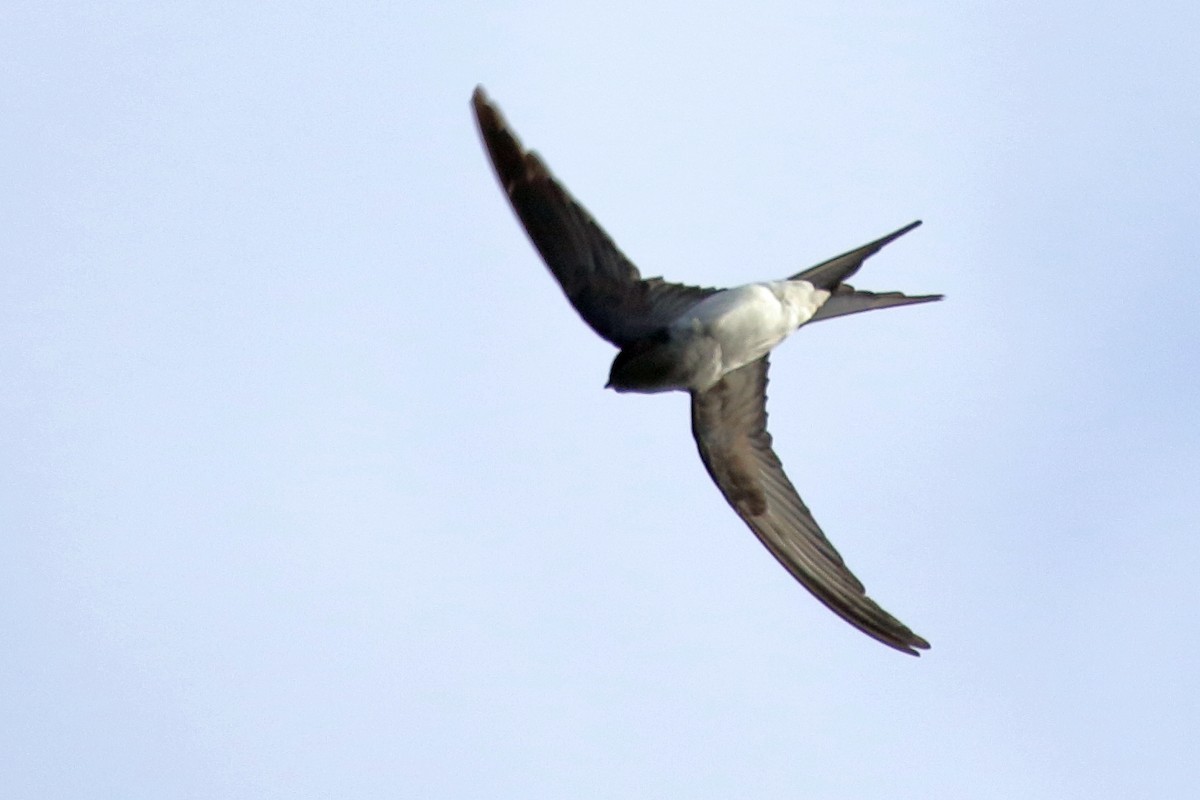 カンムリアマツバメ - ML643805506