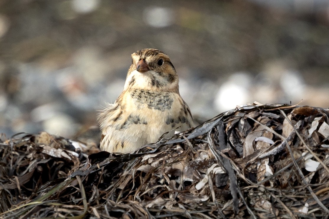 Lapland Longspur - ML643805507
