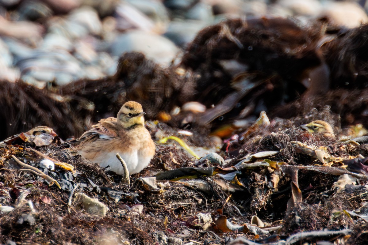 Horned Lark - ML643805509