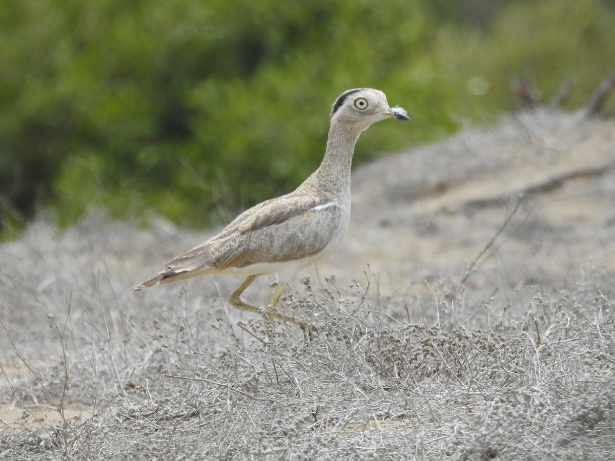 Peruvian Thick-knee - ML643805512