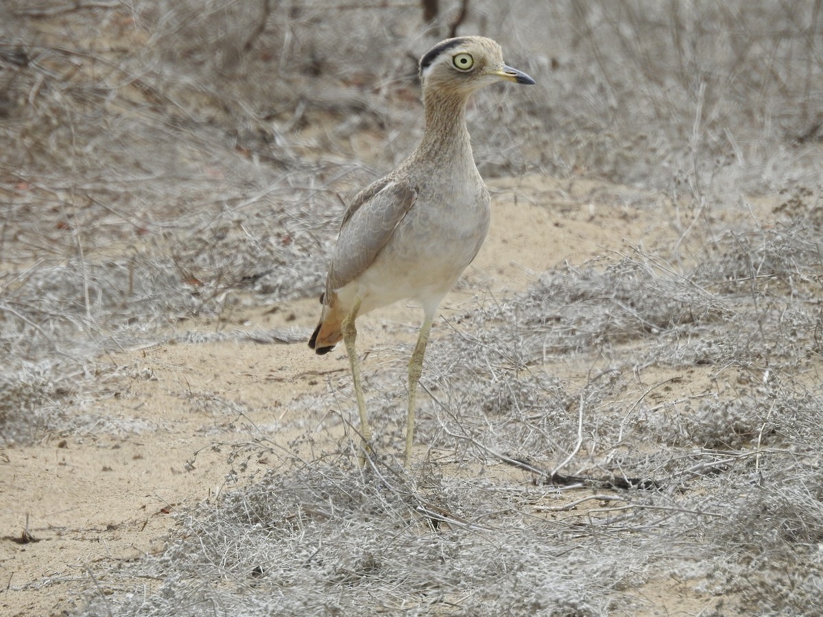 Peruvian Thick-knee - ML643805513