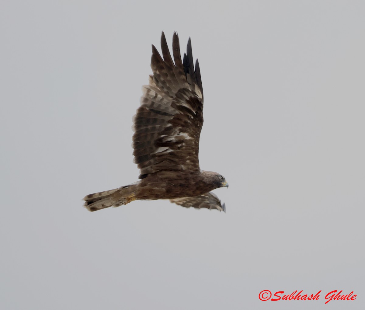 Бахим бүргэд - ML643805533