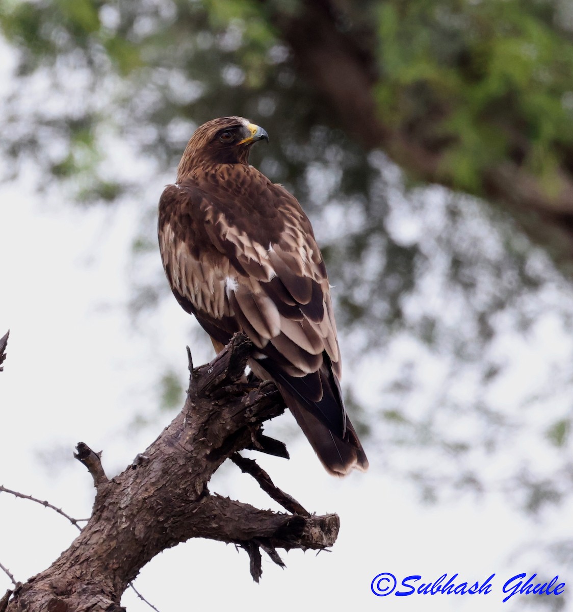 Бахим бүргэд - ML643805534