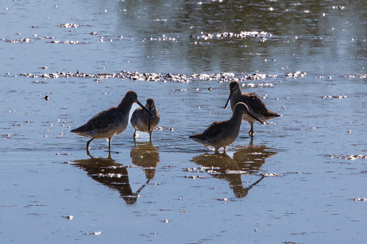 Long-billed Dowitcher - ML643805537