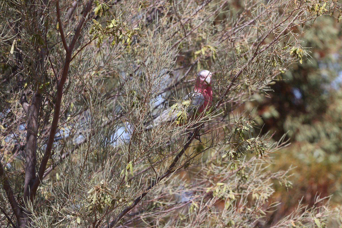 Galah - ML643805549