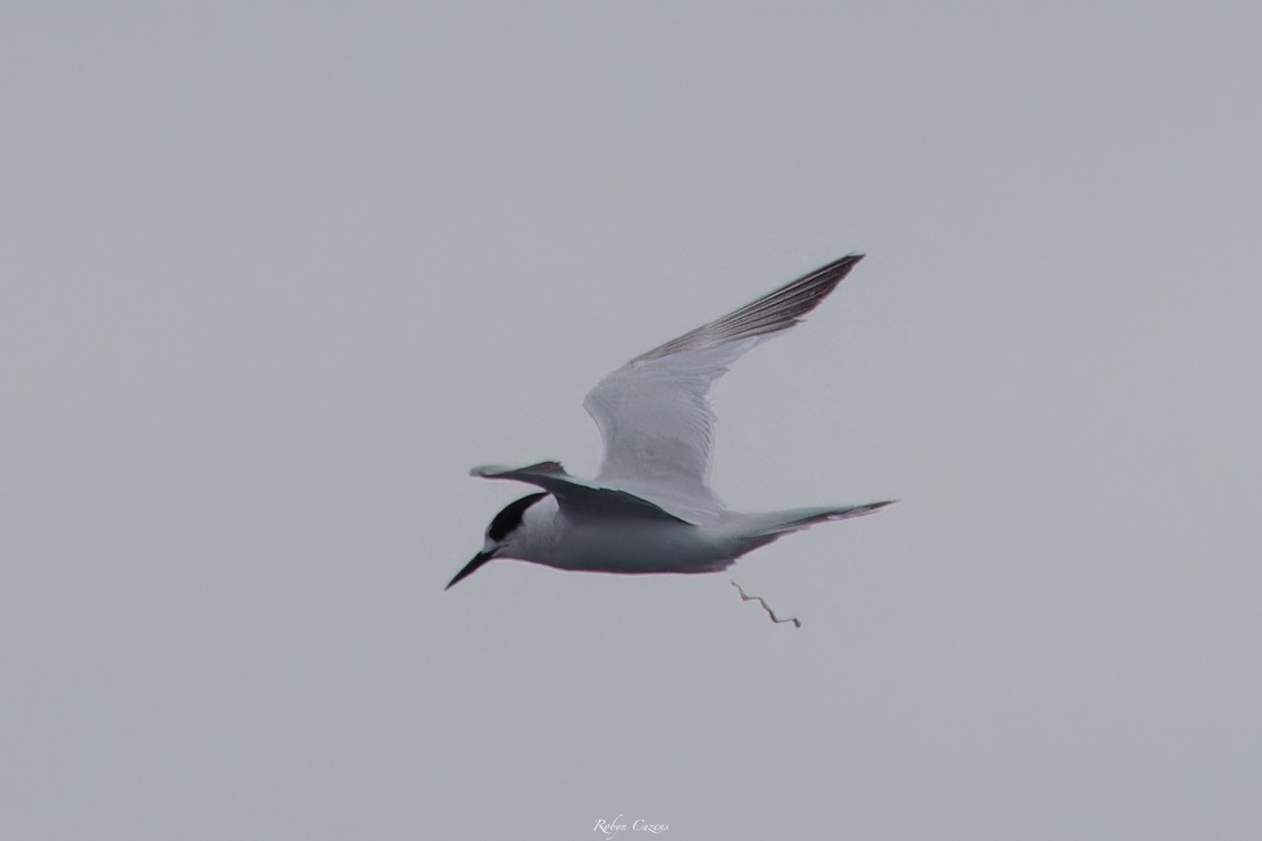 White-fronted Tern - ML643805562