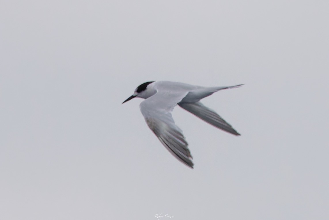 White-fronted Tern - ML643805563