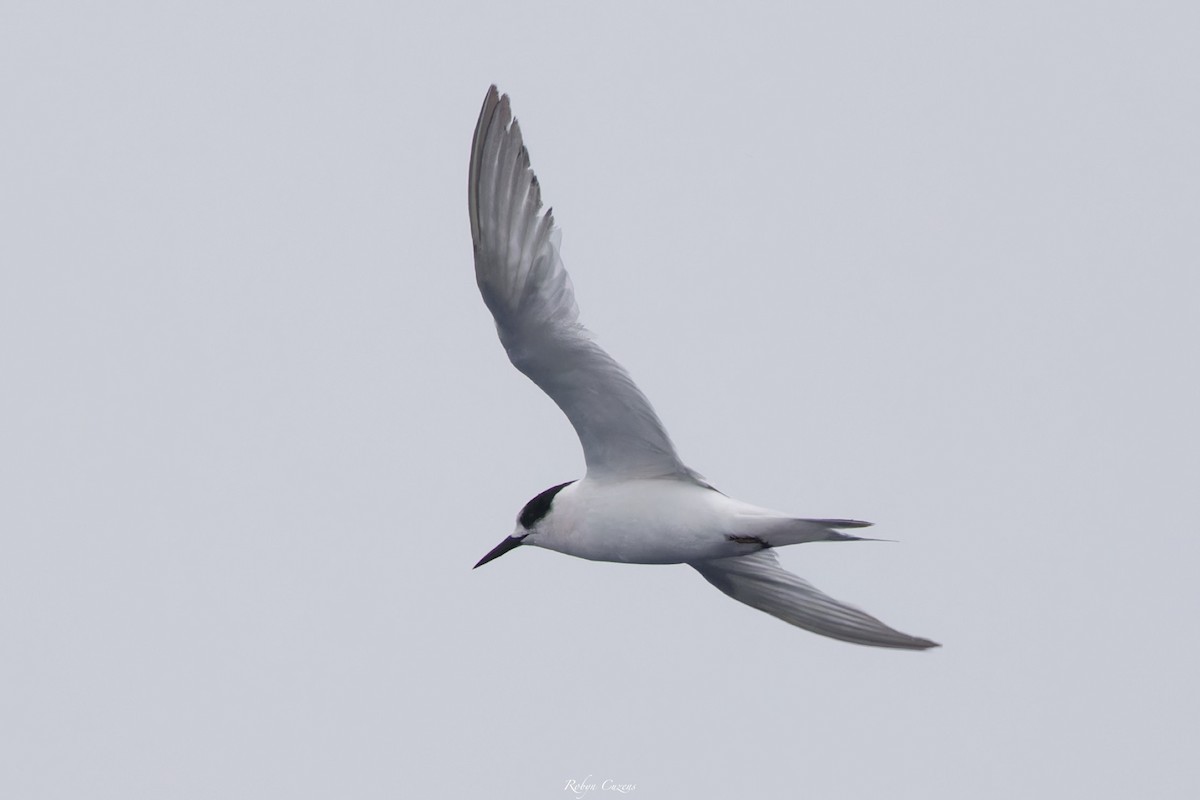 White-fronted Tern - ML643805564
