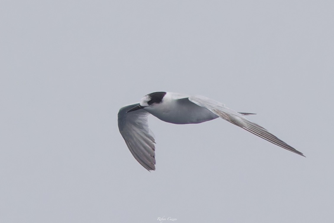 White-fronted Tern - ML643805565