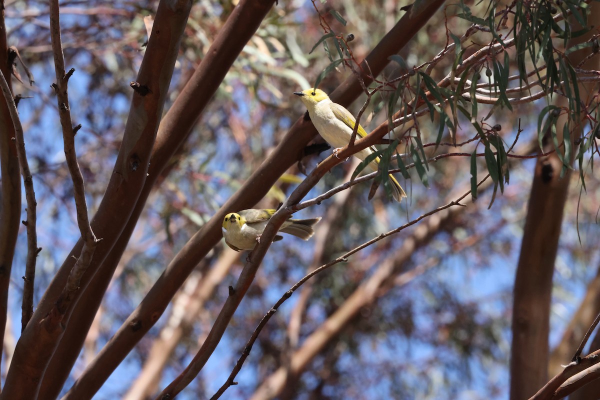 White-plumed Honeyeater - ML643805566