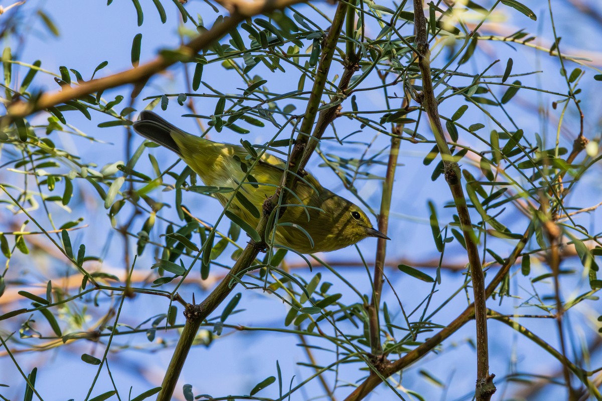 Orange-crowned Warbler - ML643805573
