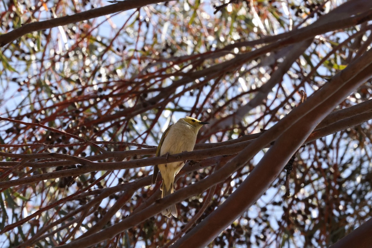 White-plumed Honeyeater - ML643805579