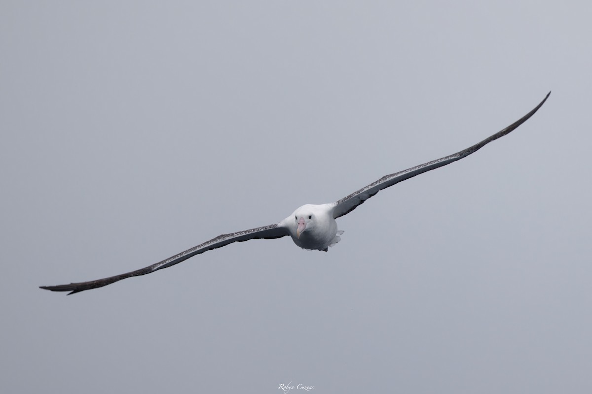Southern Royal Albatross - ML643805586