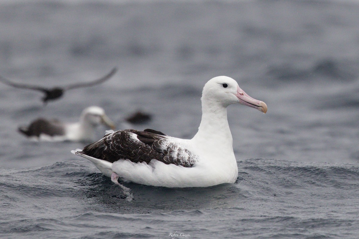 Southern Royal Albatross - ML643805587