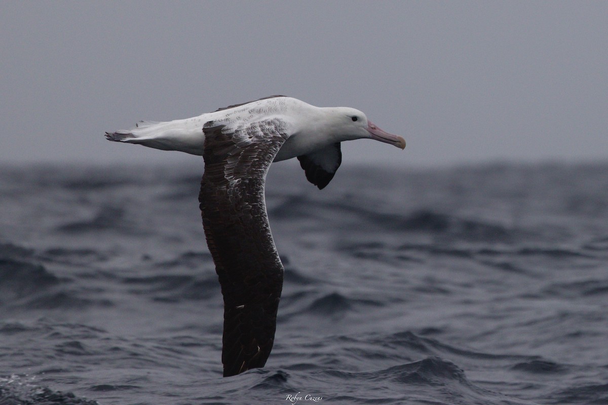 Southern Royal Albatross - ML643805588