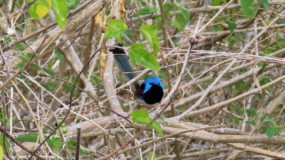 Variegated Fairywren - ML643805589